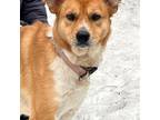 Adopt Hope a Cattle Dog