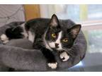 Adopt Lima Bean a Domestic Short Hair