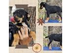 Adopt Camille a Hound, Doberman Pinscher