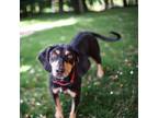 Adopt Clara a Miniature Pinscher