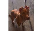 Adopt Nala a American Staffordshire Terrier