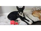 Adopt Chalise a Border Collie, Terrier
