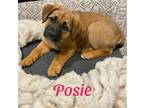 Adopt POSIE a Labrador Retriever, Australian Shepherd