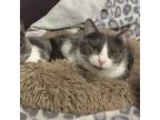 Adopt Twinkle a Domestic Short Hair
