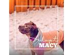 Adopt Macy a Pit Bull Terrier