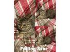 Adopt Falling Star a Domestic Short Hair