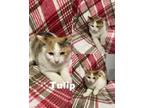 Adopt Tulip a Domestic Short Hair