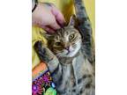 Adopt Annie a Tabby