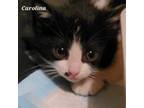 Adopt Carolina-Bonded with Cayenne a Domestic Long Hair