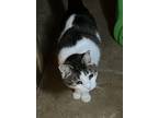 Adopt Annie a American Shorthair