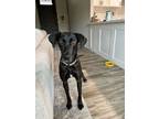 Adopt June a German Shorthaired Pointer