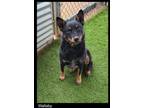 Adopt Wallaby a Cattle Dog, Mixed Breed