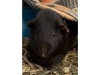 Adopt Pablo a Guinea Pig