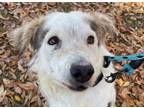 Adopt SHADOW a Collie, Australian Cattle Dog / Blue Heeler