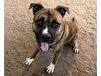 Adopt JOJO* a Boxer, Pit Bull Terrier