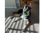Adopt REMY a German Shepherd Dog, Mixed Breed