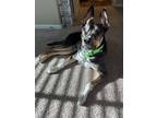 Adopt REMY a German Shepherd Dog, Mixed Breed