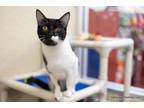 Adopt Webster a Domestic Short Hair
