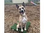 Adopt ODIE a German Shepherd Dog, Mixed Breed