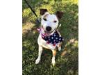 Adopt Parker a American Staffordshire Terrier, Pointer