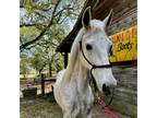 Adopt Cash a Quarterhorse