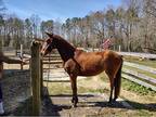 Paso Fino Filly for sale