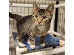 Adopt Jamie a Domestic Short Hair