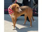 Adopt Quill a American Foxhound