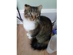 Adopt Winston a Tabby