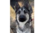 Adopt Slater a Shepherd, Siberian Husky