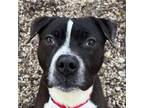 Adopt Rexx a Pit Bull Terrier