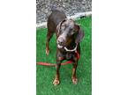 Adopt Frannie Nova a Doberman Pinscher / Mixed dog in Atlanta, GA (37883662)