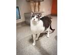 Adopt Stetson a Gray or Blue Domestic Shorthair / Domestic Shorthair / Mixed cat