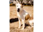 Adopt Koda a Red/Golden/Orange/Chestnut - with White Labrador Retriever dog in