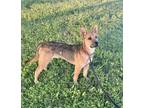 Adopt Atlas, Jr. a German Shepherd Dog / Mixed dog in Waxahachie, TX (37880115)
