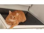 Adopt Sombo a Orange or Red Domestic Shorthair / Mixed (short coat) cat in