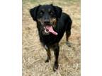 Adopt Echo the Incredible a Retriever, Australian Shepherd