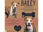 Adopt Bailey a Tan/Yellow/Fawn - with White Boxer dog in Gilbertsville