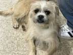 Adopt RASCAL a Terrier