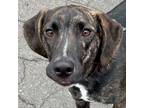 Adopt Larry a Mountain Cur, Terrier