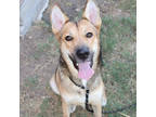 Adopt Cookie a Brown/Chocolate German Shepherd Dog / Mixed dog in San Marcos