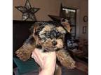 Yorkshire Terrier Puppy for sale in Hammond, LA, USA