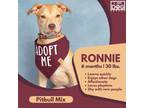 Adopt Ronnie a Pit Bull Terrier, Basenji