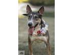 Adopt Anastasia a Tricolor (Tan/Brown & Black & White) Bull Terrier / Shepherd