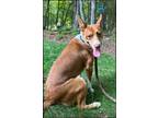 Adopt Valencia a Red/Golden/Orange/Chestnut - with White Husky / Pit Bull