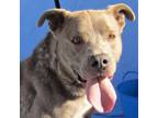 Adopt Armani a Gray/Silver/Salt & Pepper - with Black Mixed Breed (Large) /