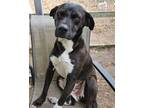 Adopt Sylvester a Carolina Dog, Labrador Retriever