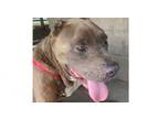 Adopt Trooper a American Staffordshire Terrier, Mixed Breed