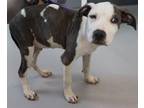 Adopt Wesley a American Staffordshire Terrier