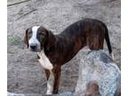 Adopt Jesse James a Bluetick Coonhound, Pointer